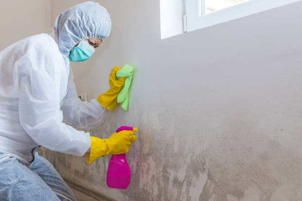 Best Environmental Consulting for Mold Prevention  in Mineral Springs, NC